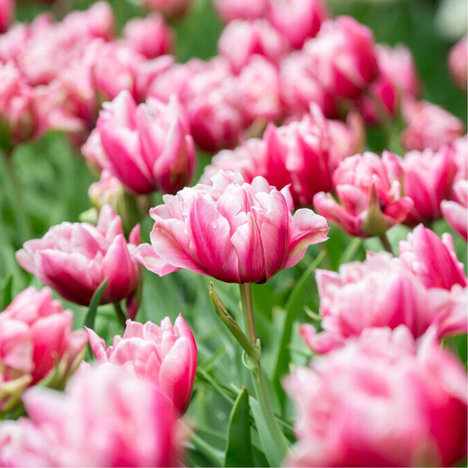 Tulpe 'Love Whisper'